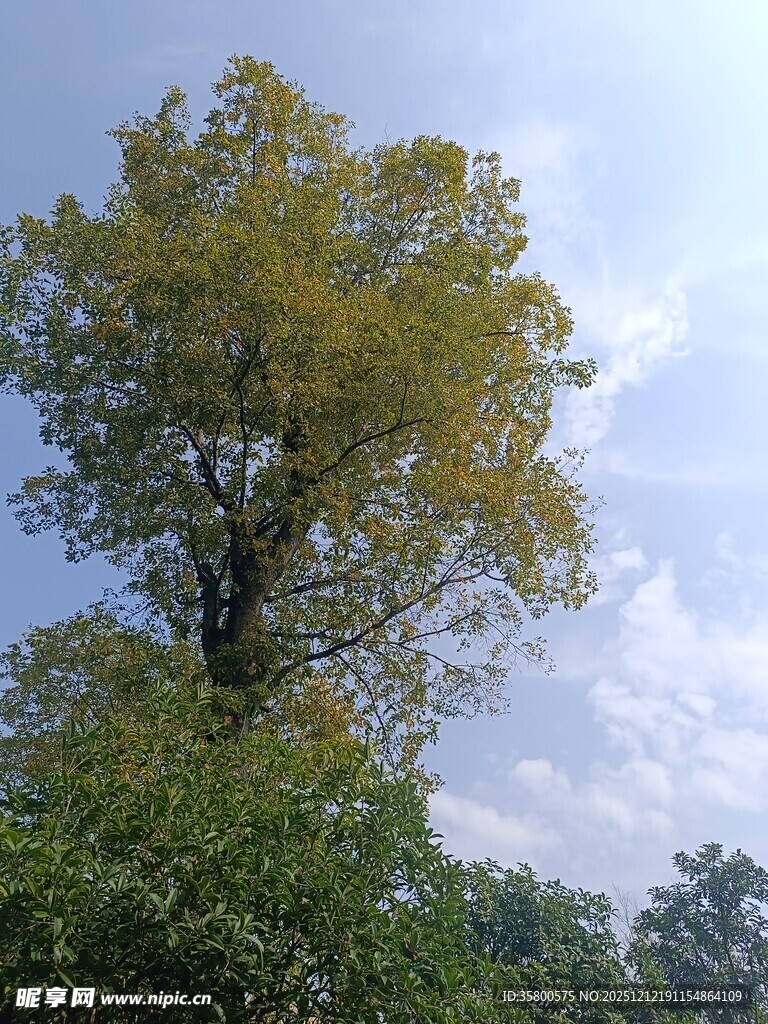 蓝天映衬下的葱郁大树