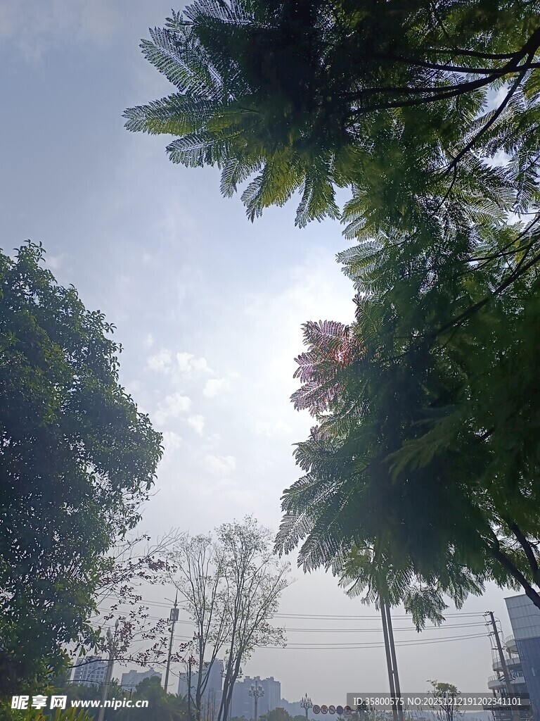 阳光下的绿树风景