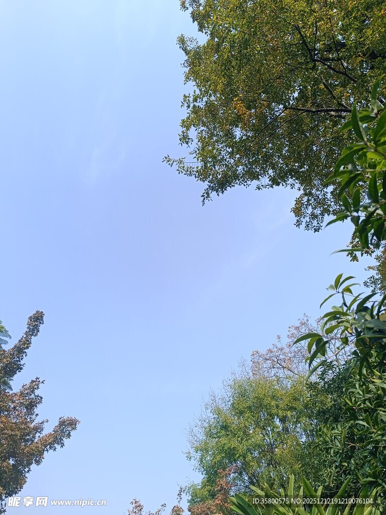 仰望蓝天绿树