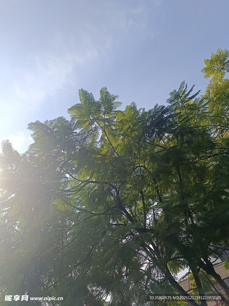 阳光穿透树林绿意盎然