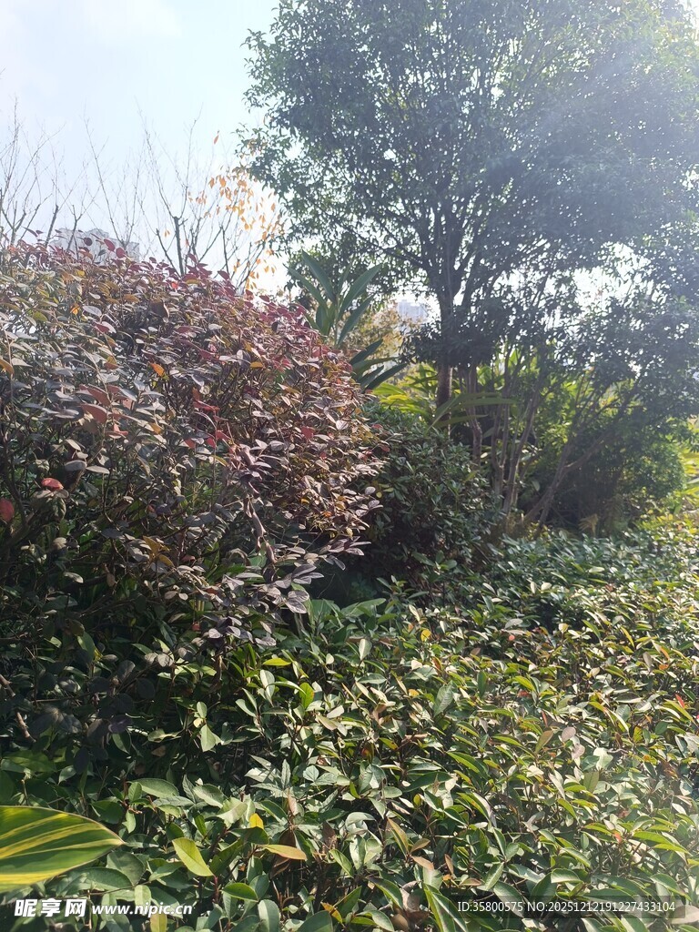 户外繁茂绿植景观