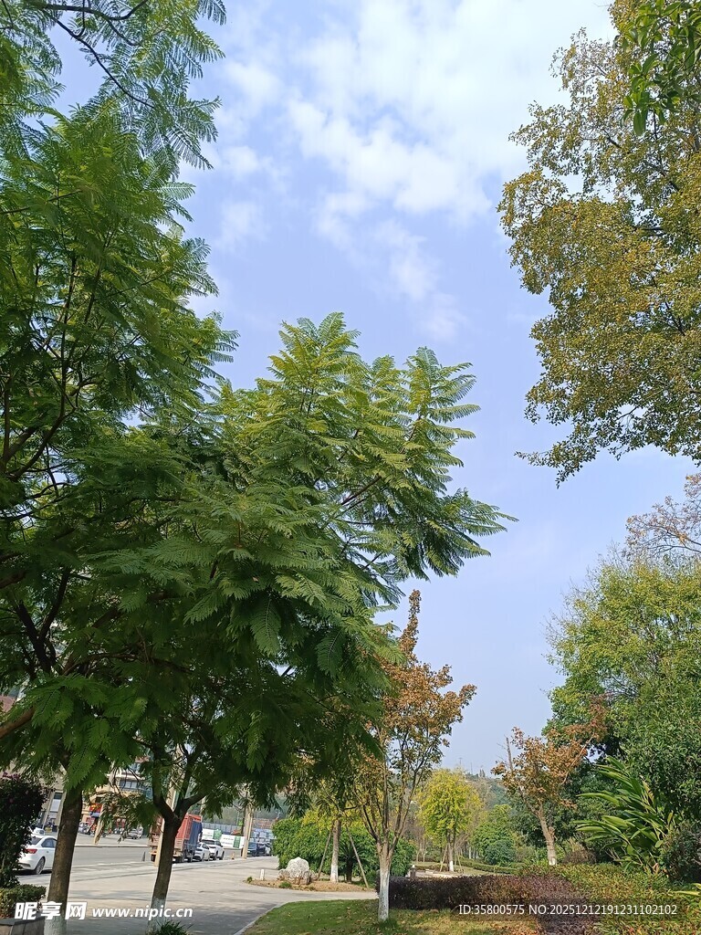 秋日林荫道风景