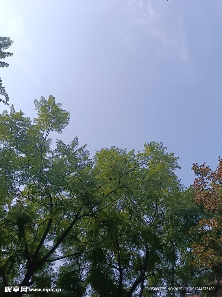 树梢之上的晴朗天空