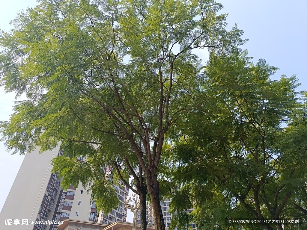 城市中茂盛的绿树景观