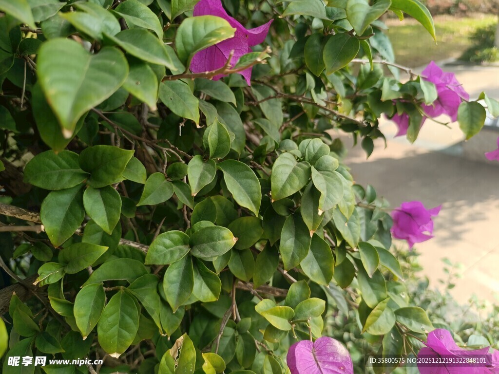 绽放的紫花与翠绿叶片