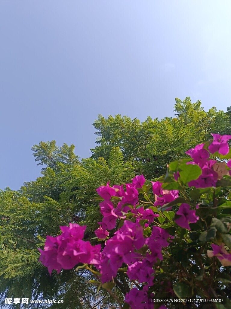 艳丽三角梅绽放于蓝天之下