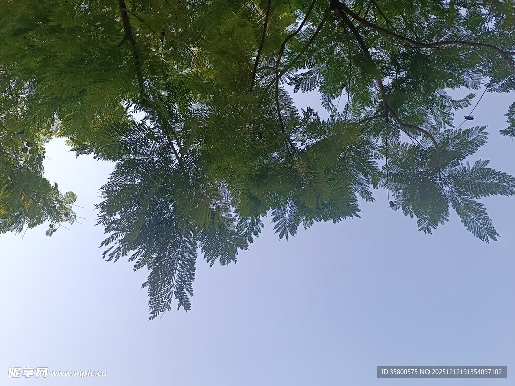 仰视枝叶间的晴朗天空