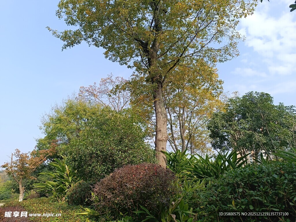 秋日园林绿树灌木景致