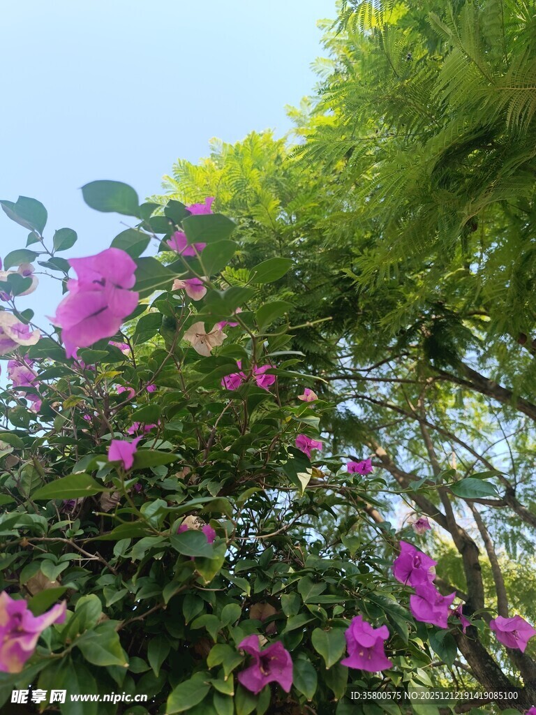 繁花绿树间的自然景致