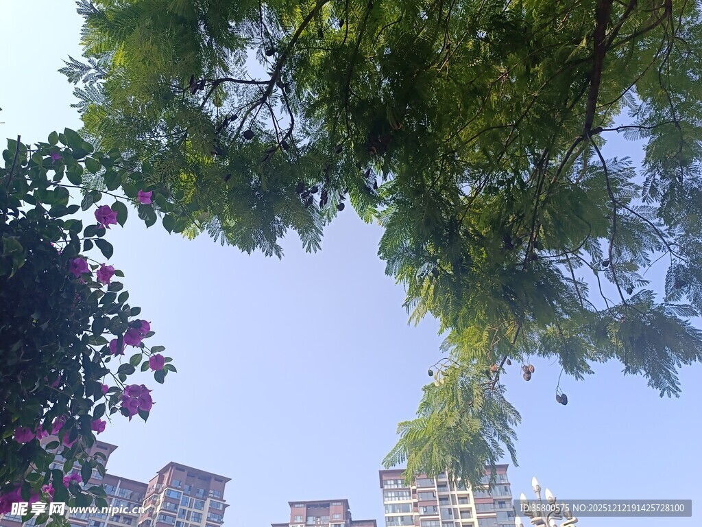 绿树掩映下的城市天际线