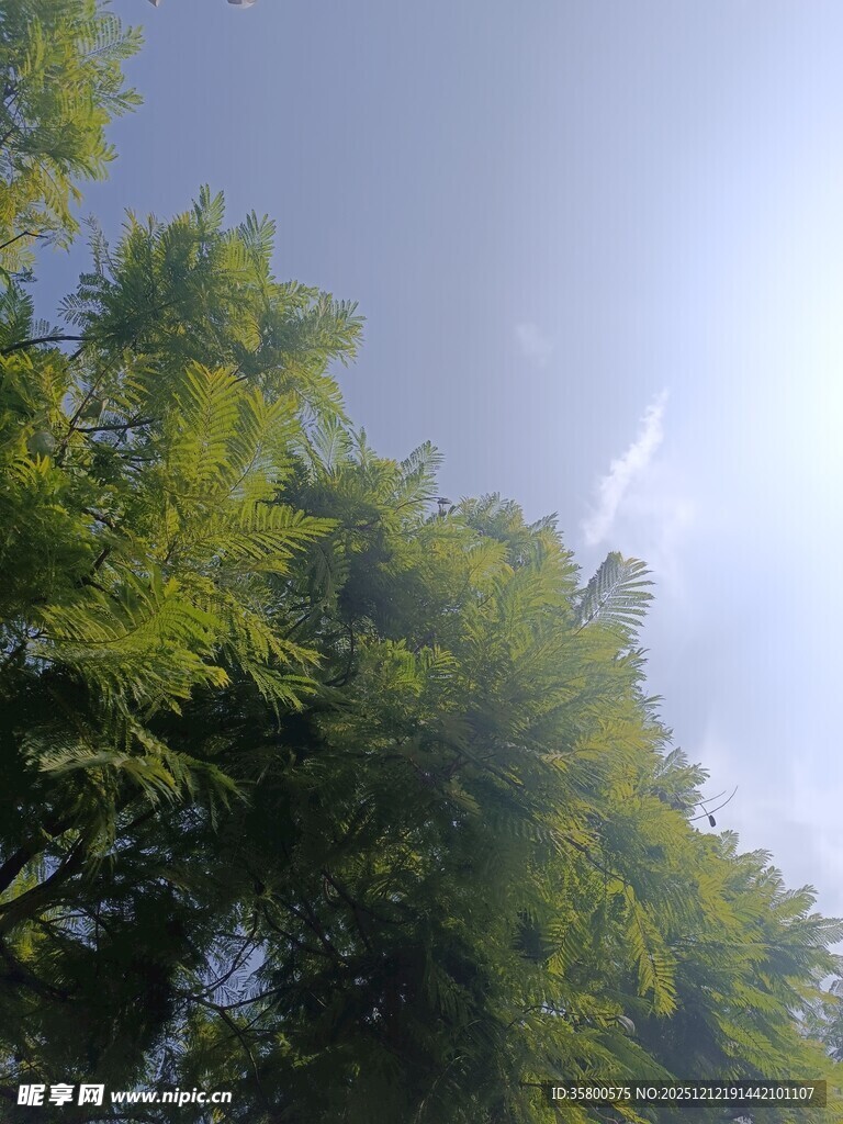 仰视葱郁树林与天际