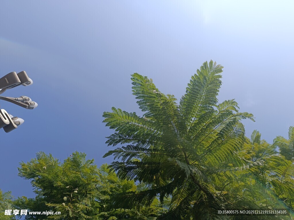 阳光下的绿植与空中物体