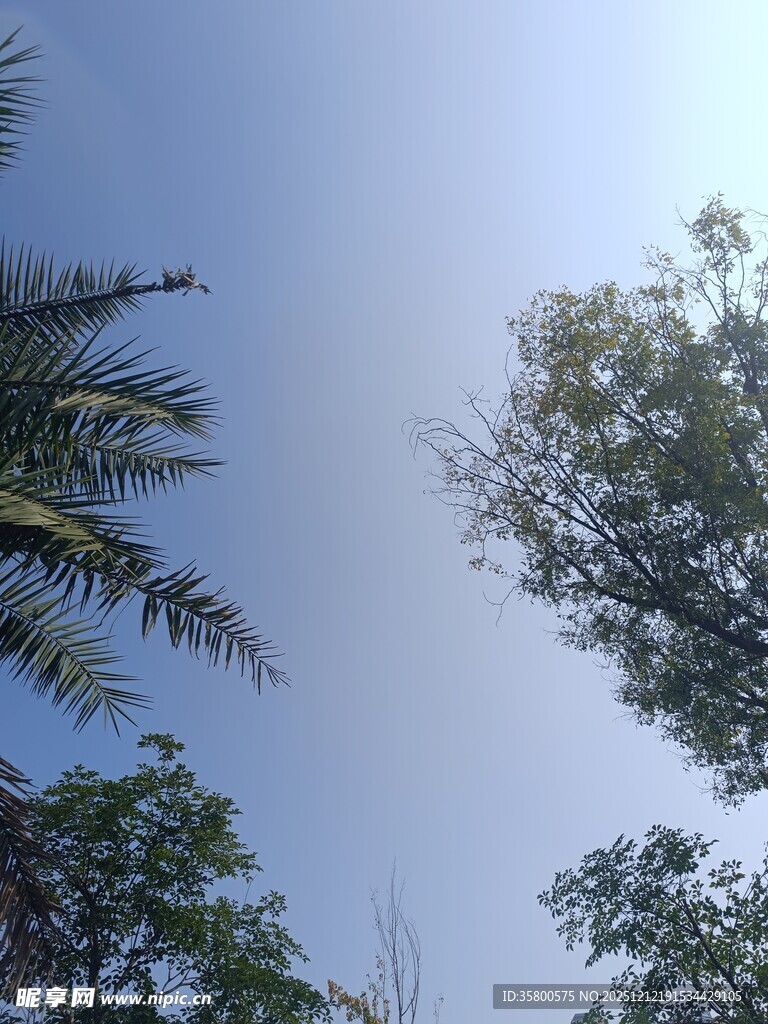 仰望蓝天与繁茂树木
