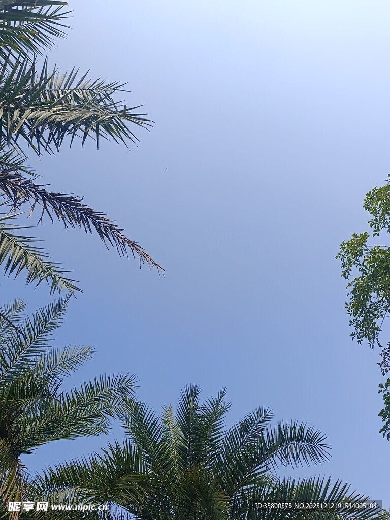 仰观棕榈树与蓝天