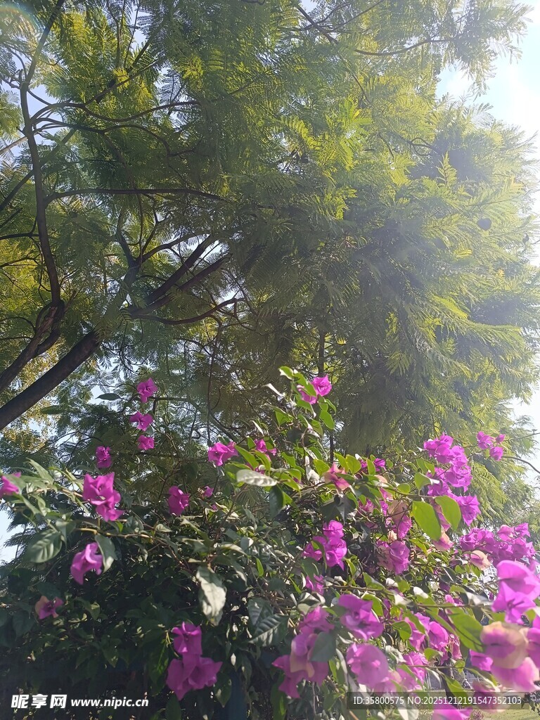 阳光下绽放的繁花绿树