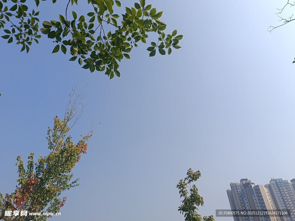 树梢蓝天与高楼