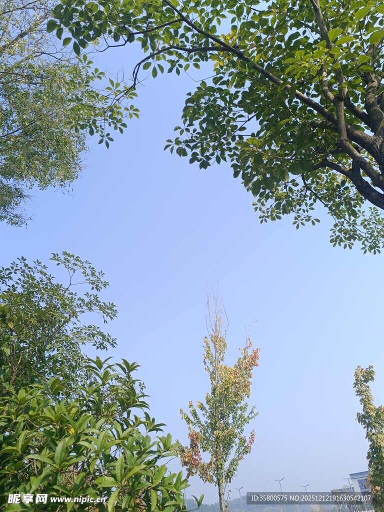 蓝天绿树间的清新景致