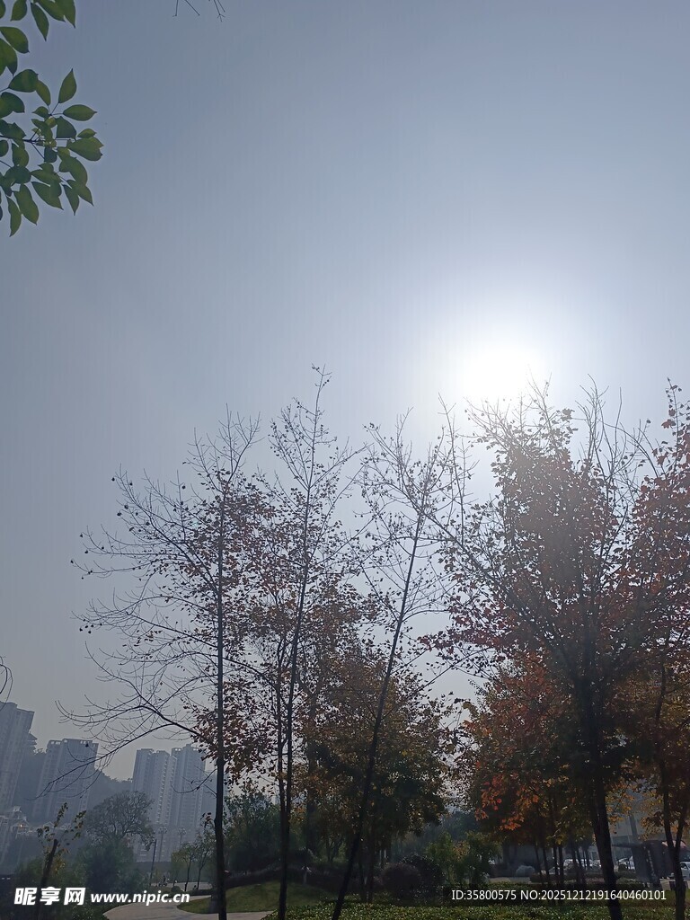 阳光照耀下的秋日树林