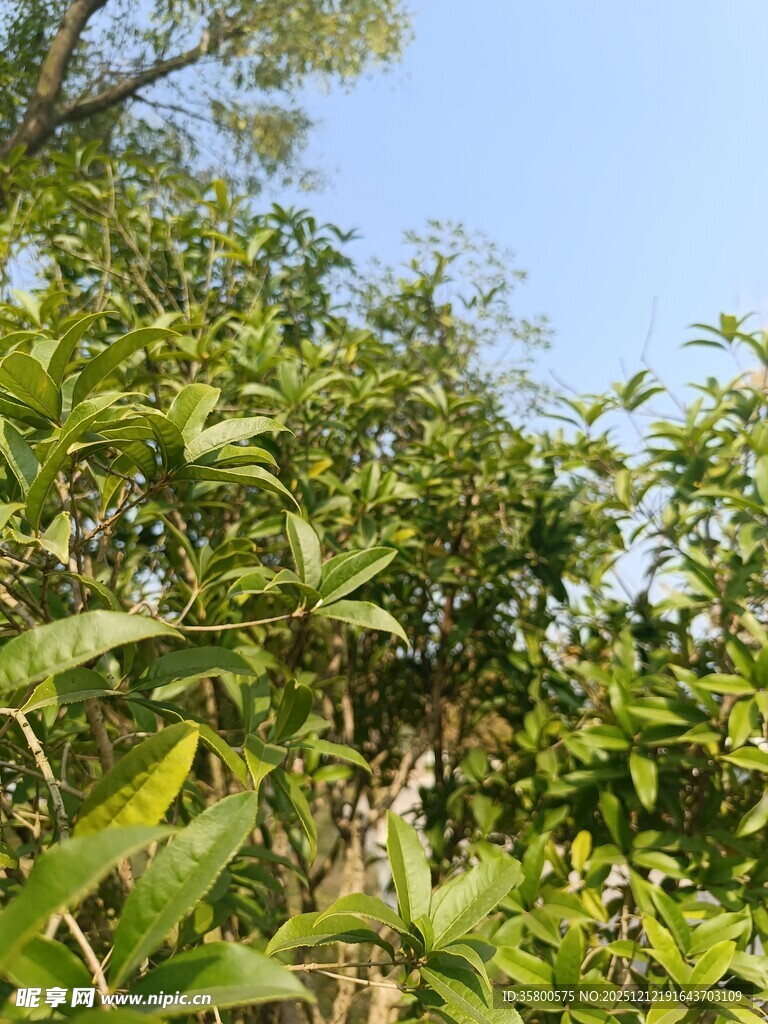 绿意盎然的繁茂植物景观