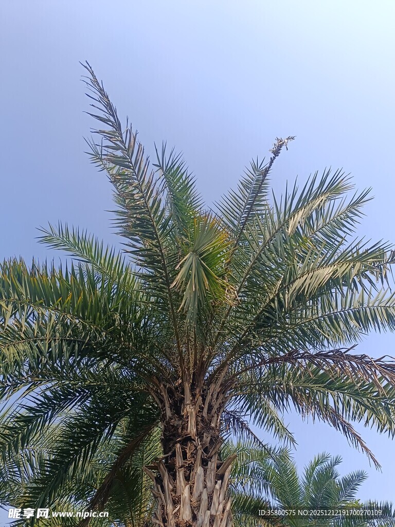 高大挺拔的棕榈树