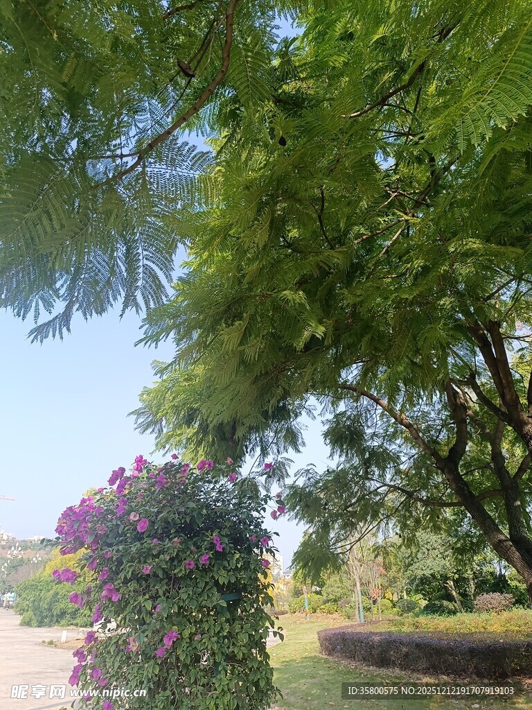 绿树繁花下的宁静景致