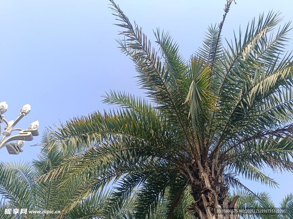 高大棕榈树映衬蓝天