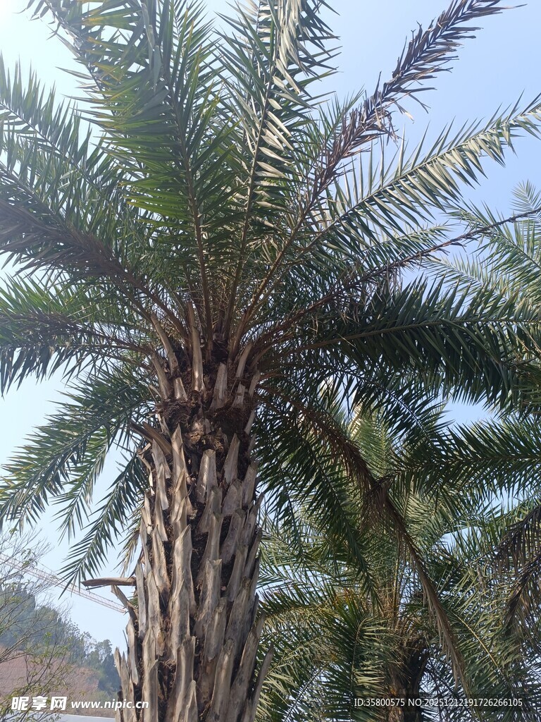 高大挺拔的棕榈树