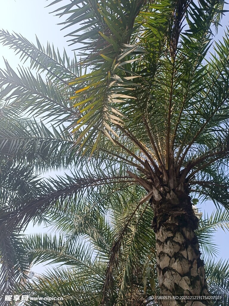 阳光下的棕榈树