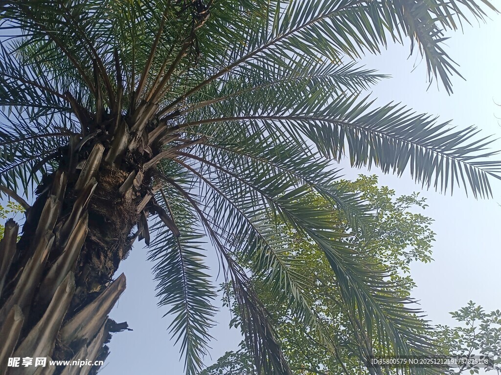 高大棕榈树 