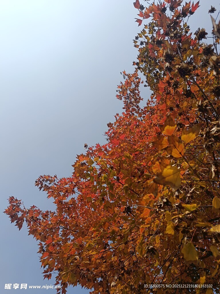 秋日树梢斑斓红叶