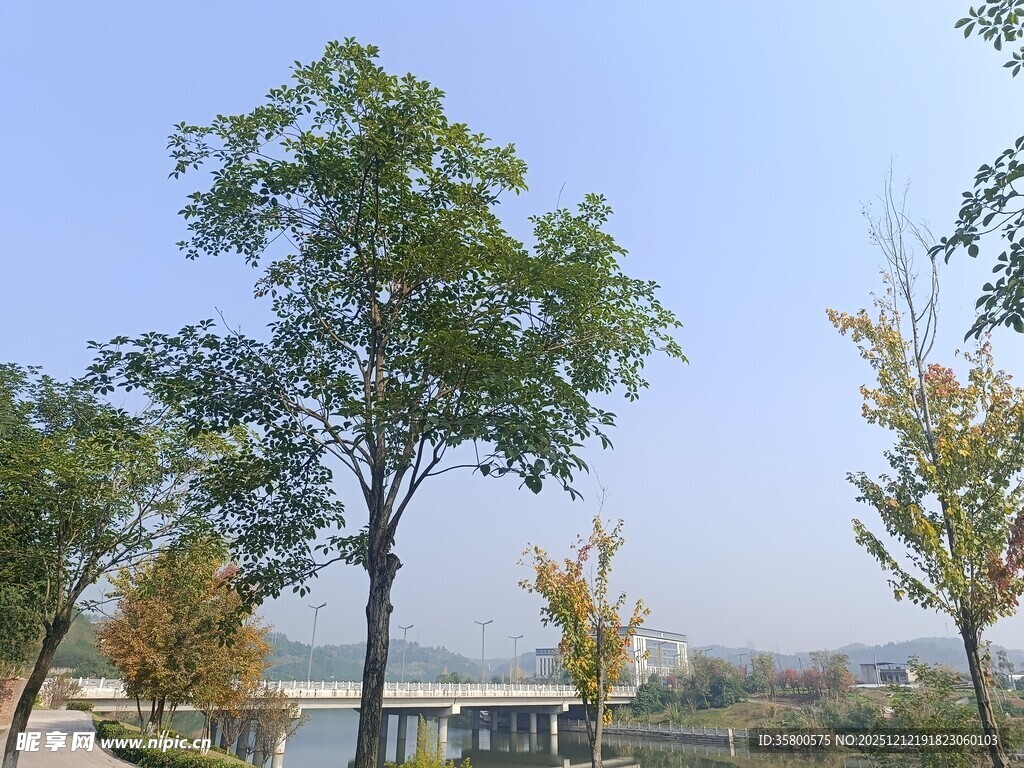 秋日林荫道风景