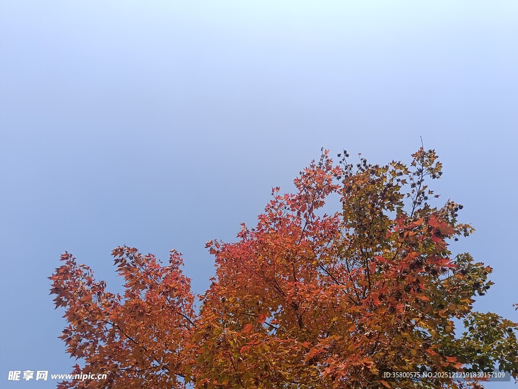 秋日树梢的斑斓色彩
