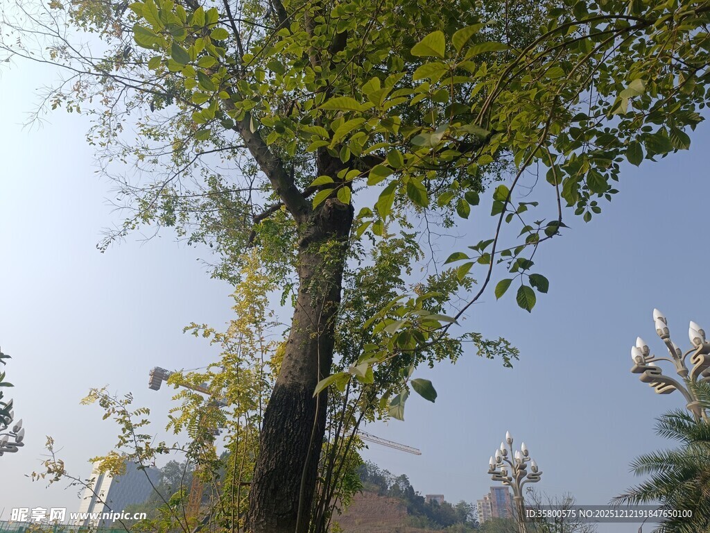 挺拔绿树展现自然生机