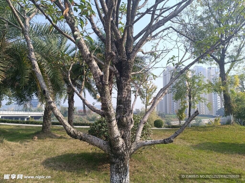 冬日光秃树木景观