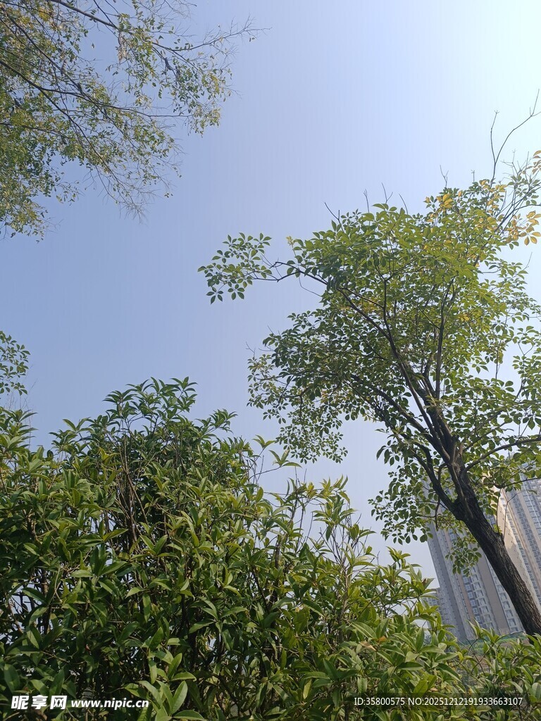 仰视葱郁树木与蓝天