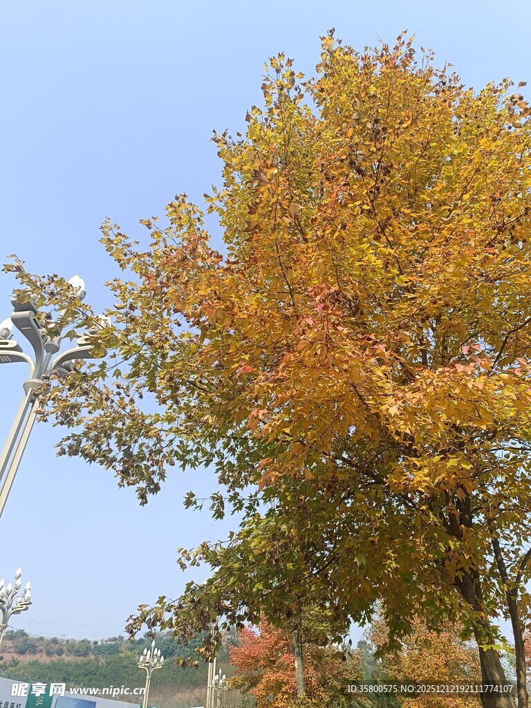 秋日金黄树木风景图