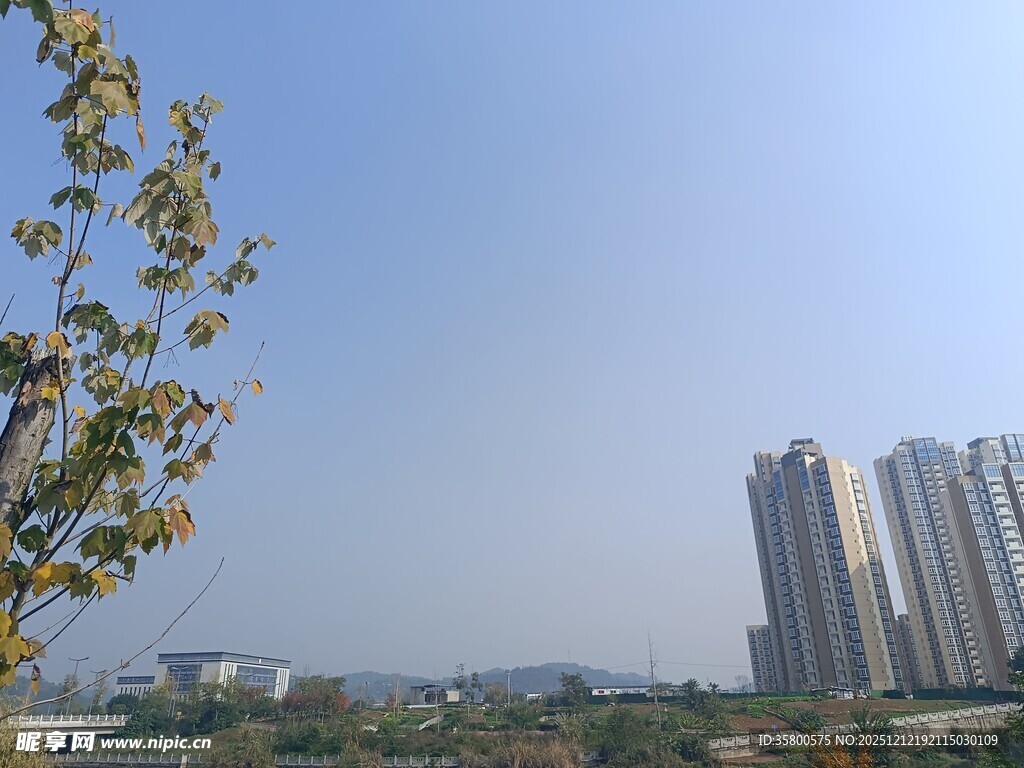城市风光中的绿树与高楼