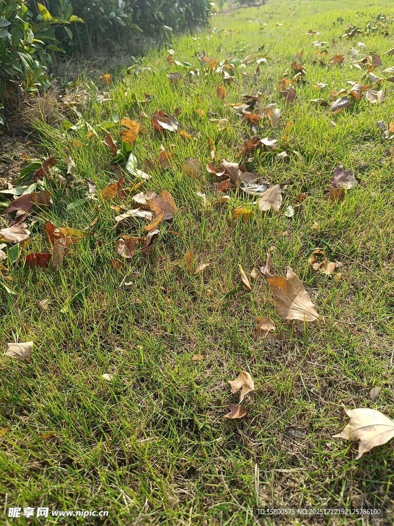草地上散落的枯黄树叶