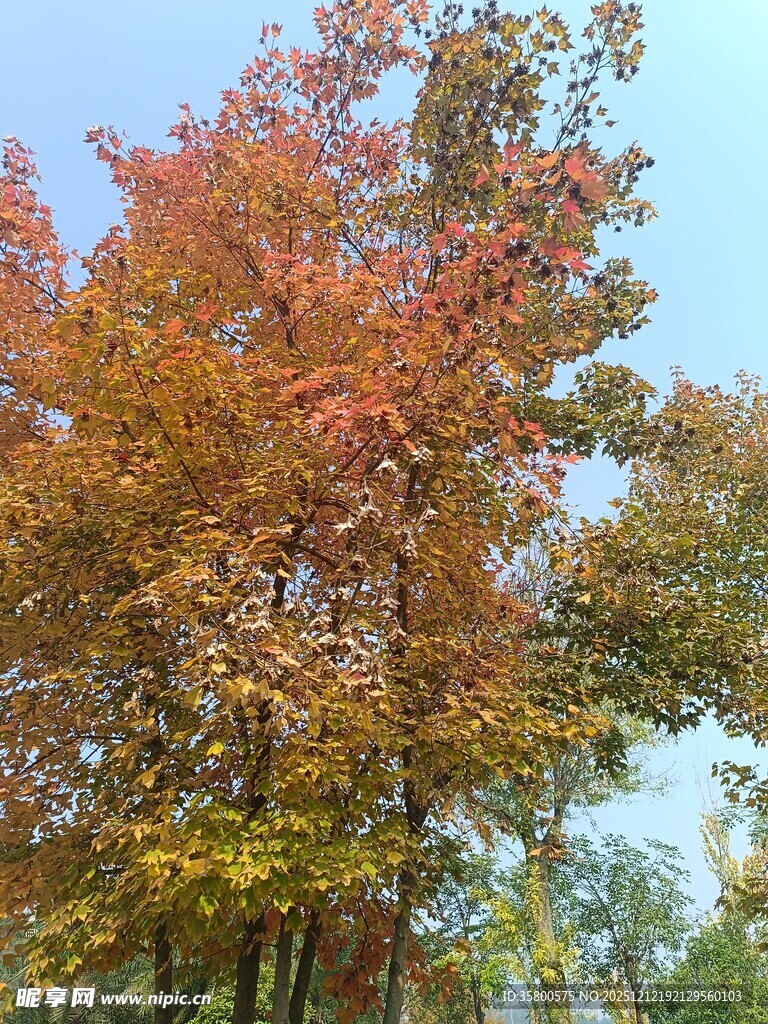 秋日斑斓树木景观