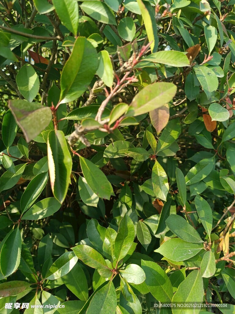 绿叶丛中的多彩植物