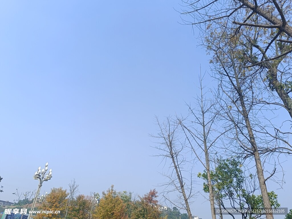 秋日晴空下的树木景观