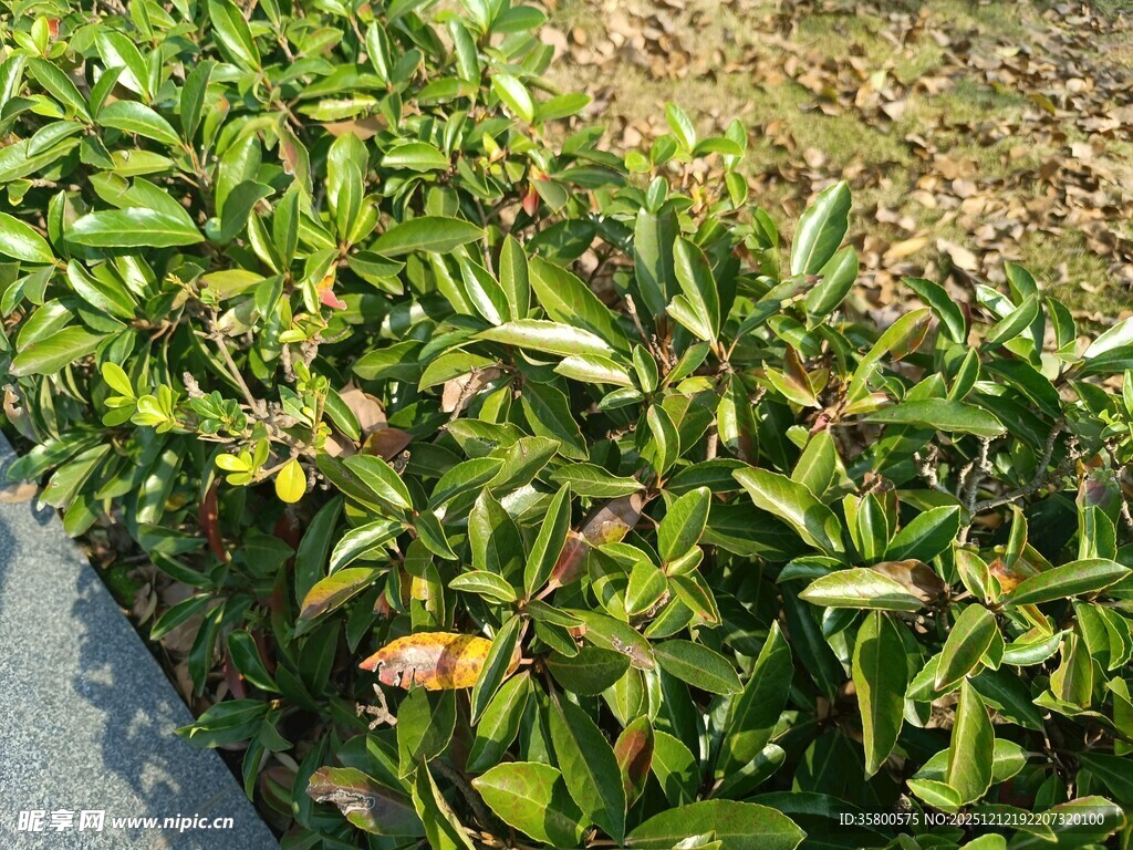绿叶植物近景特写