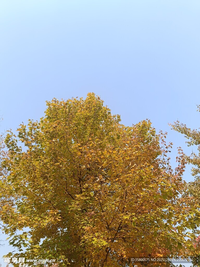 秋日金黄树冠映蓝天