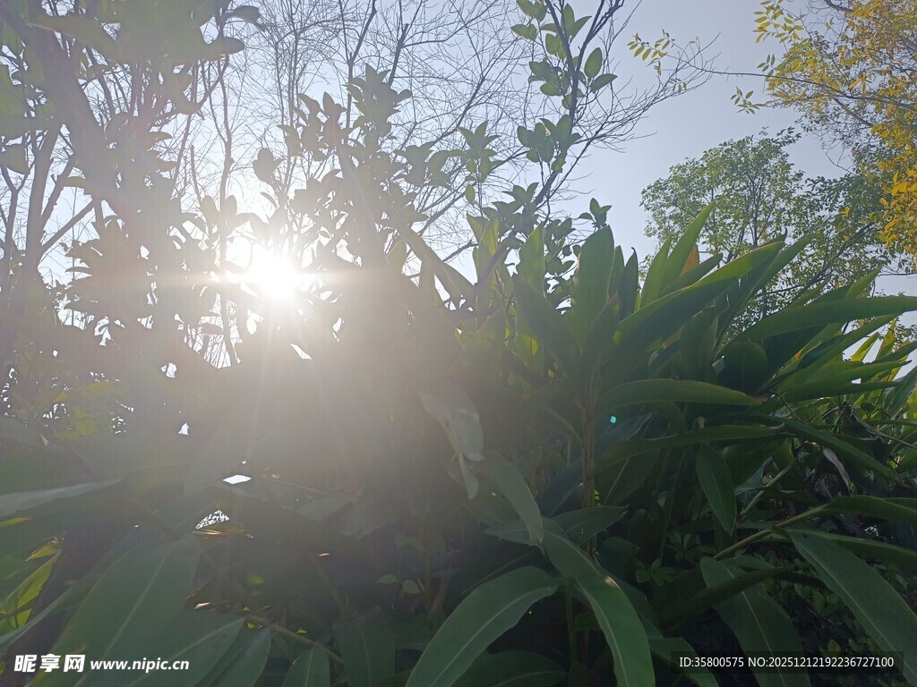 阳光洒落绿意植物间