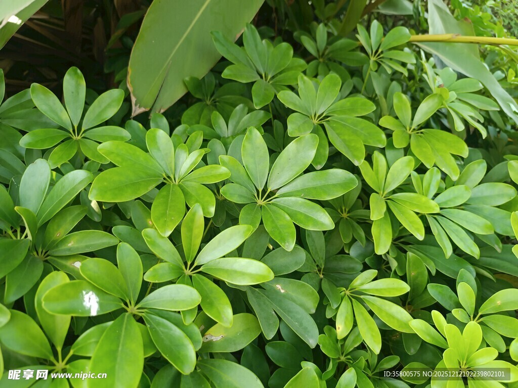 翠绿繁茂的绿叶植物