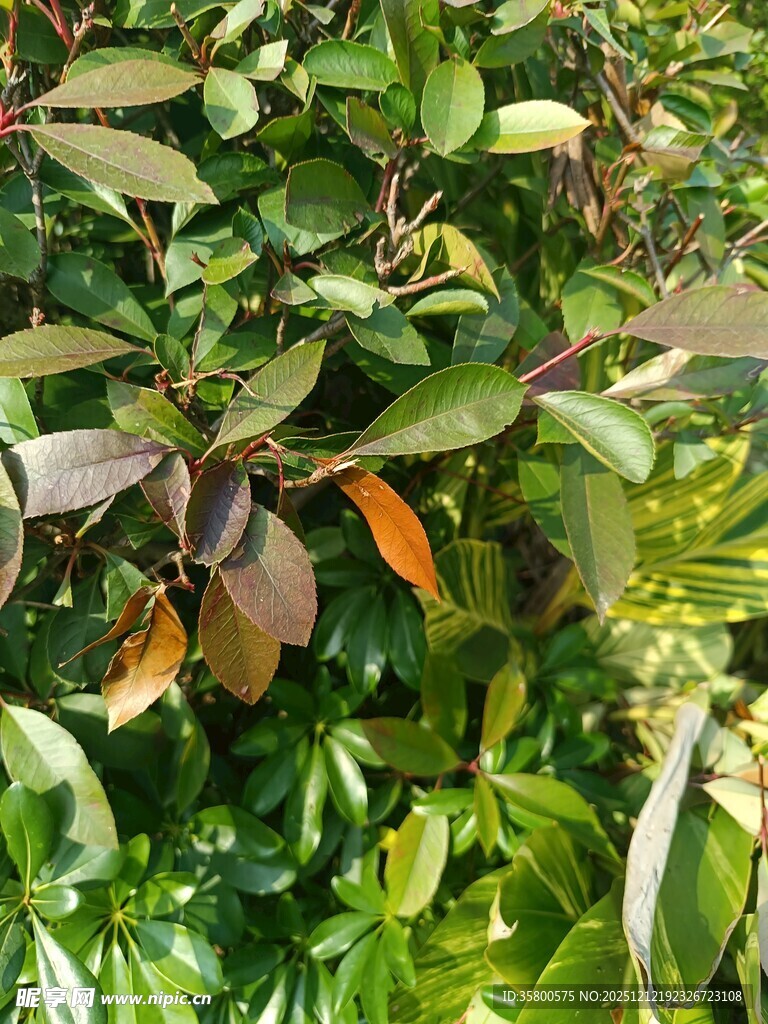 绿叶间的多彩叶片