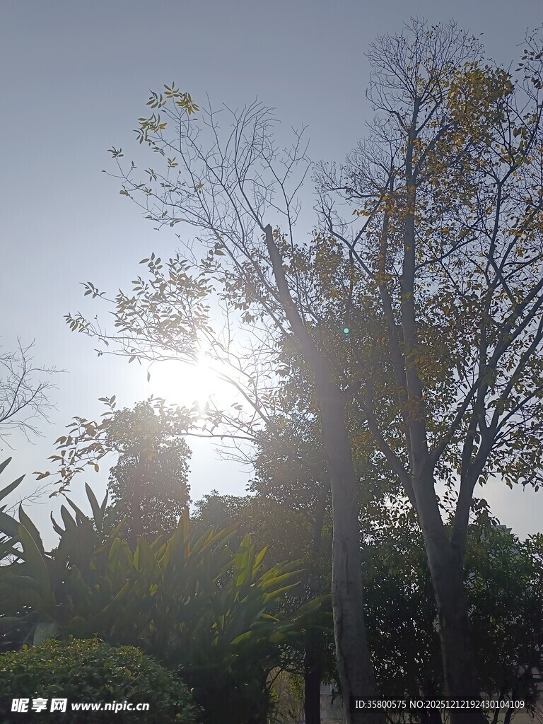 阳光透过树木洒下的美景