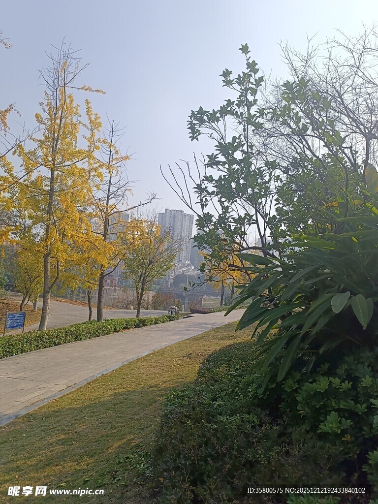 秋日林荫小道美景