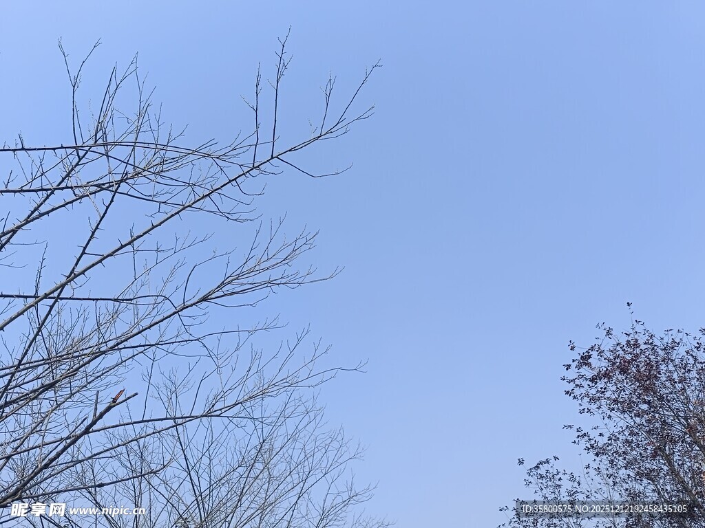 冬日光秃树枝与蓝天