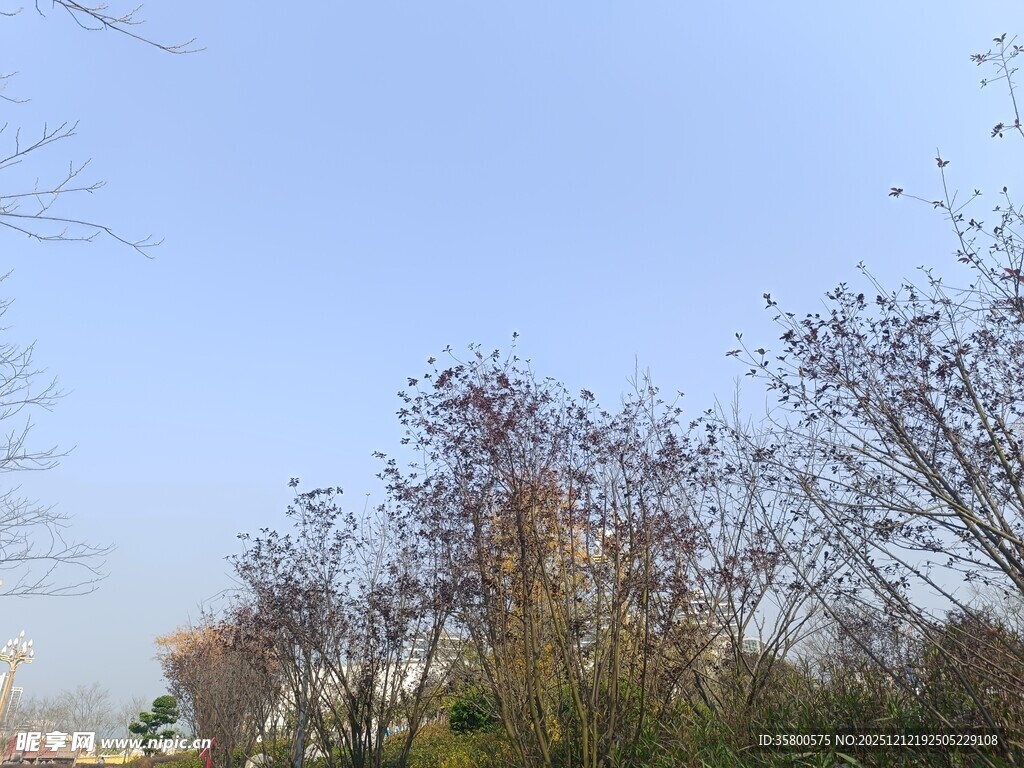 郊外光秃树木与蓝天